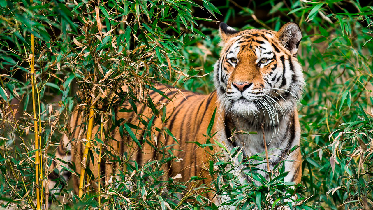Why biodiversity loss is scarier than climate change