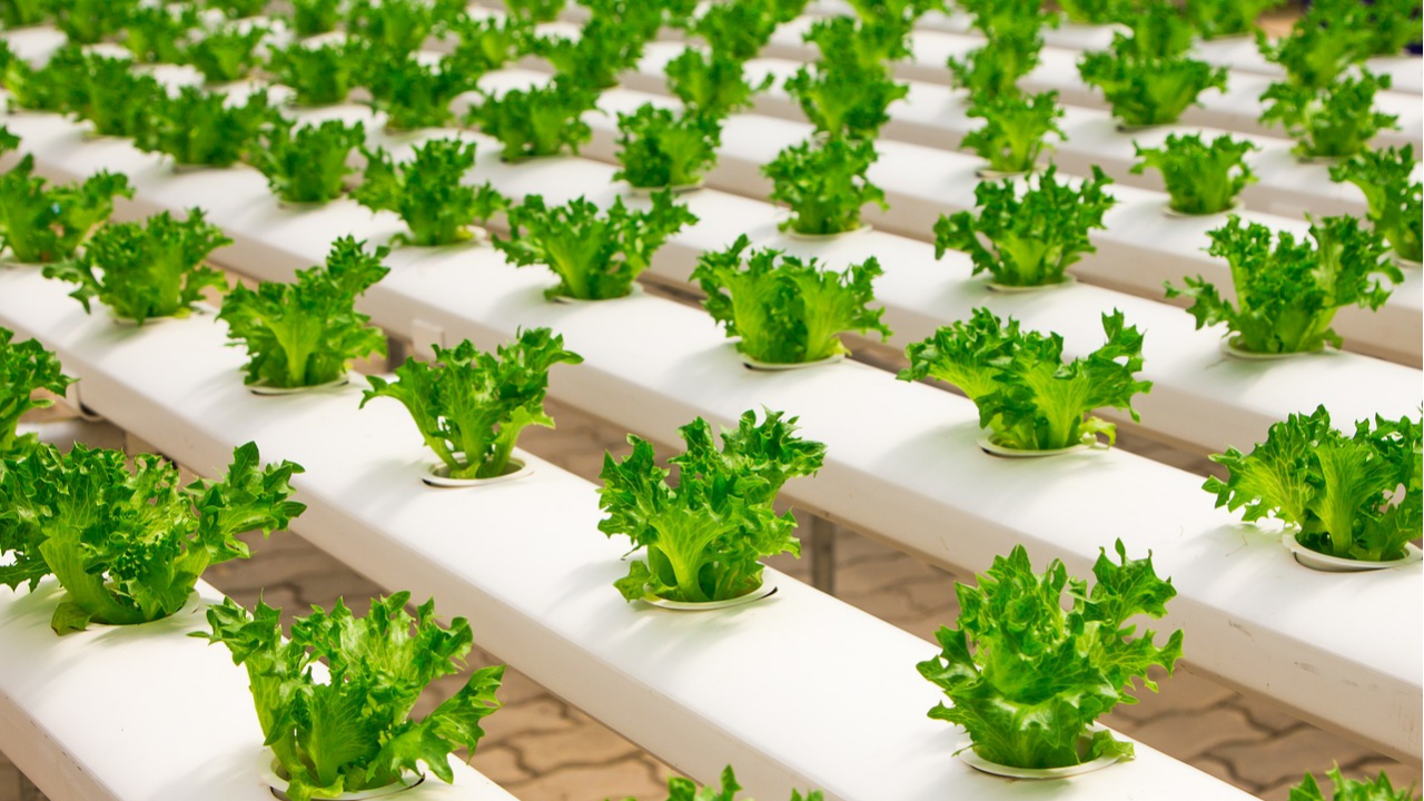As the world's population slowly but surely shifts to cities, urban farming has gained popularity as a solution to food security challenges.