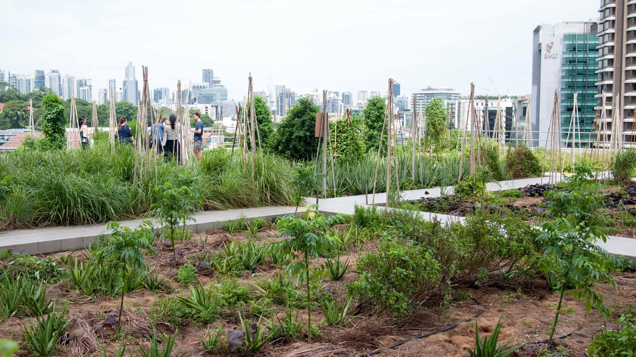 An Edible Garden City farm at Raffles City, in the heart of Singapore’s Central Business District. Image: Edible Garden City