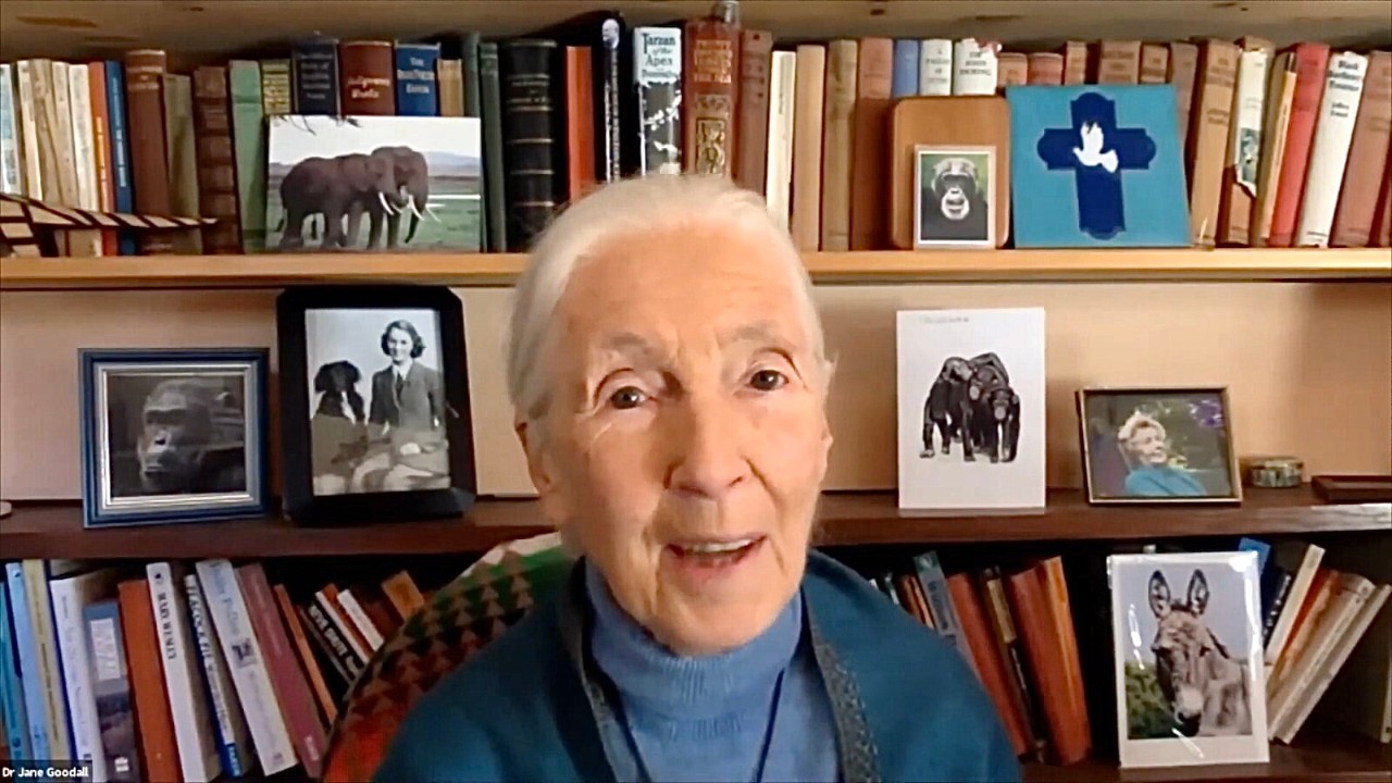 Jane Goodall at an Ecosperity Conversations webinar