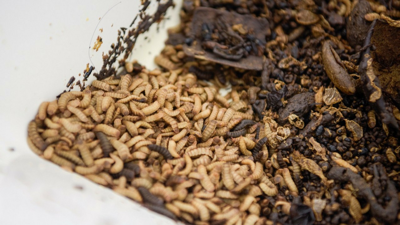 Black soldier fly larvae feed on waste food, which is turned into fertilizer. Image: Temasek Foundation Ecosperity